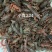 潜江清水鲜活小龙虾全部规格齐全全国均可发货可视频看货