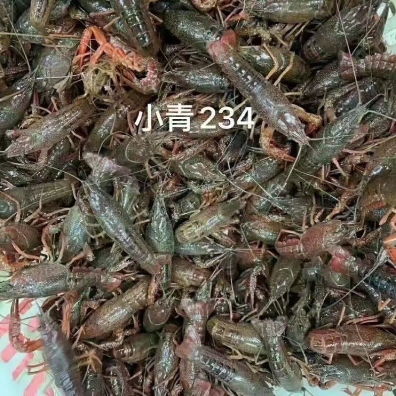 潜江清水鲜活小龙虾全部规格齐全全国均可发货可视频看货