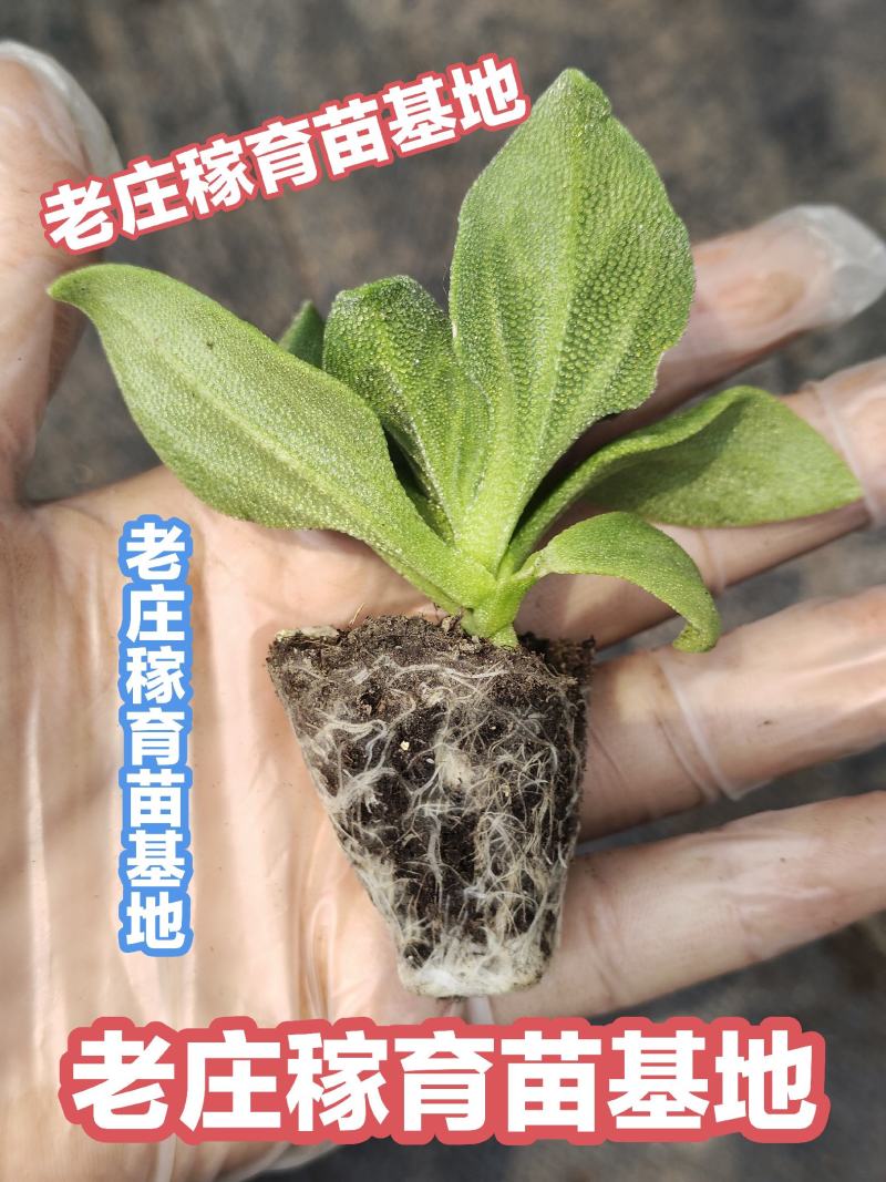 寿光一级冰菜苗大冰菜苗冰菜大苗非洲水晶冰草苗育苗基地