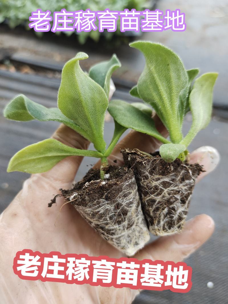 寿光一级冰菜苗大冰菜苗冰菜大苗非洲水晶冰草苗育苗基地