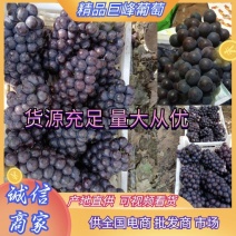 大颗粒巨峰葡萄大量上，高糖度，商品葡萄保鲜葡萄量大从优