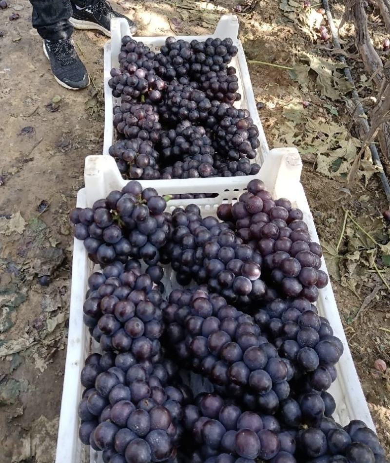 大颗粒巨峰葡萄大量上，高糖度，商品葡萄保鲜葡萄量大从优