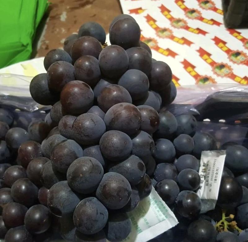 大颗粒巨峰葡萄大量上，高糖度，商品葡萄保鲜葡萄量大从优