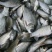 大量批发鲜活鲫鱼