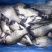 大量批发鲜活鲫鱼