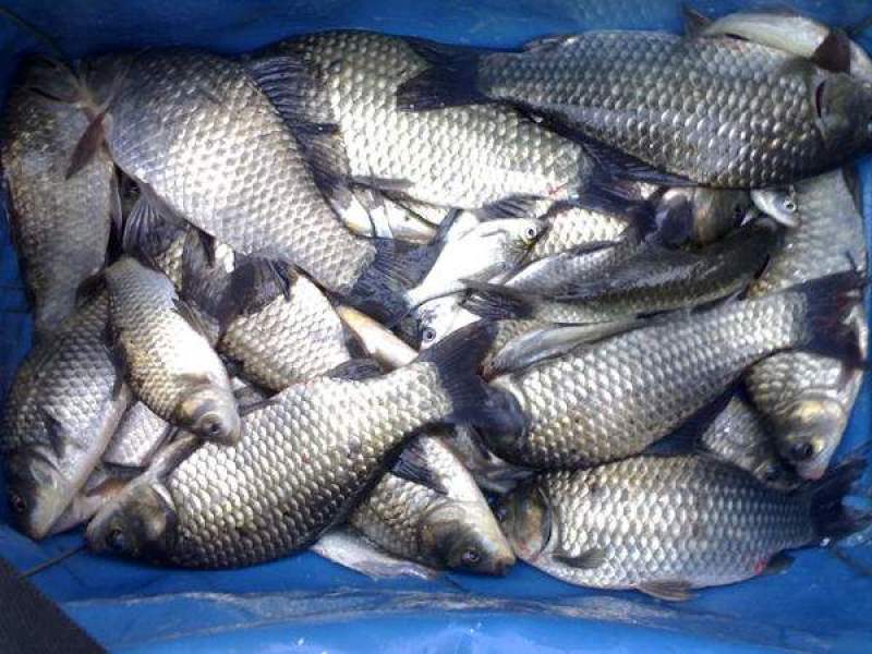 大量批发鲜活鲫鱼