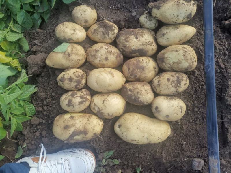 广西沃土土豆黄皮黄心土豆大量供应规格齐全货源充足产地直发