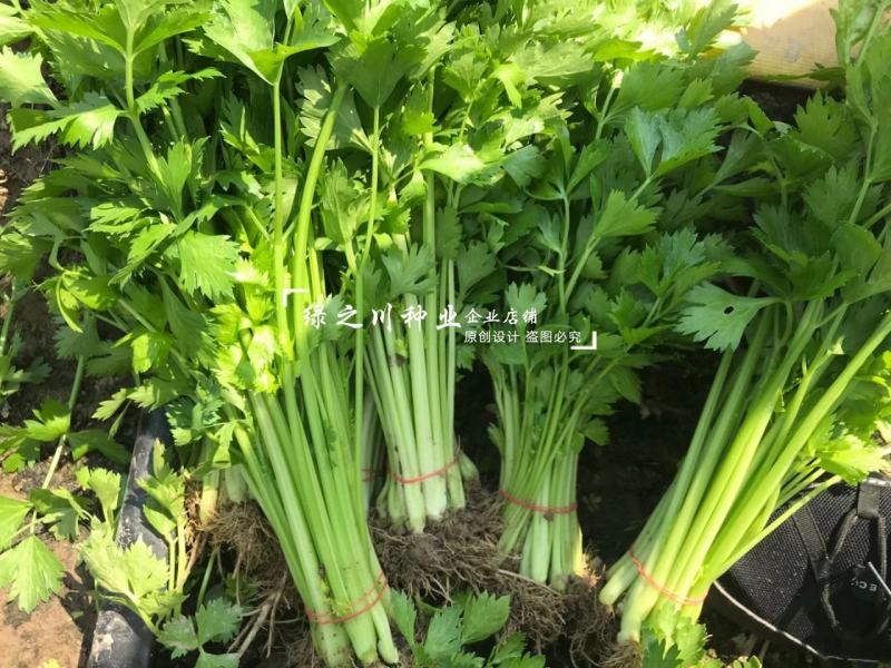 速生四季黄嫩小香芹种子纤维少商品性好抗寒耐热芹菜厂家直销