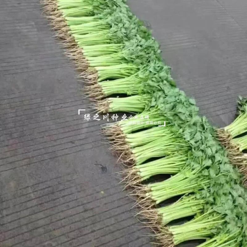 速生四季黄嫩小香芹种子纤维少商品性好抗寒耐热芹菜厂家直销