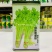 速生四季黄嫩小香芹种子纤维少商品性好抗寒耐热芹菜厂家直销