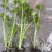 璐通山芹四季小香芹种子高产黄绿色耐抽苔芹菜种子清香无苦味
