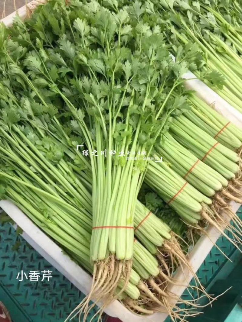 璐通山芹四季小香芹种子高产黄绿色耐抽苔芹菜种子清香无苦味