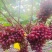 【精品克伦生】克伦生大量上市，可供应市场，电商，团购商超