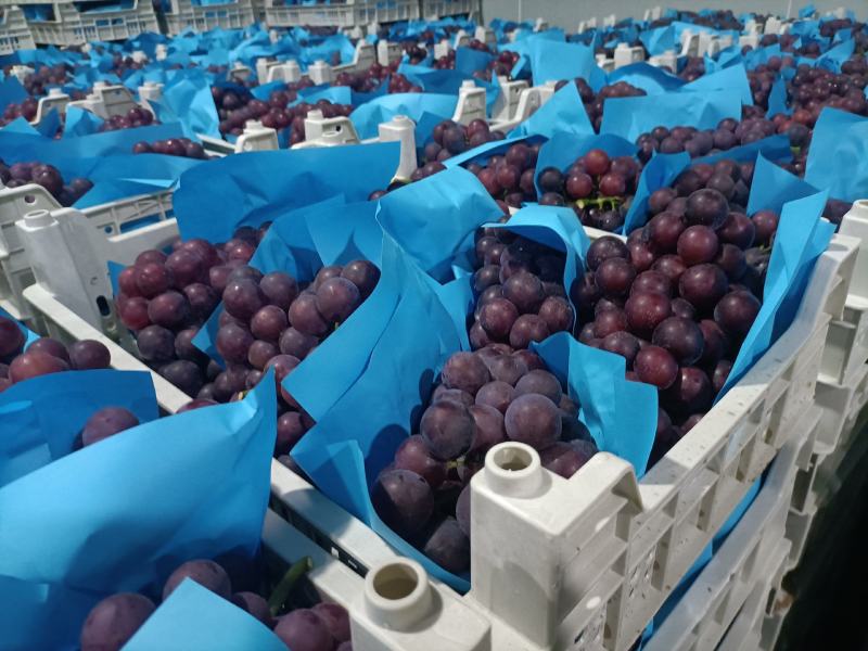 巨峰葡萄紧串纯甜不带酸，处理自然串硬枝无核都有货硬枝密串
