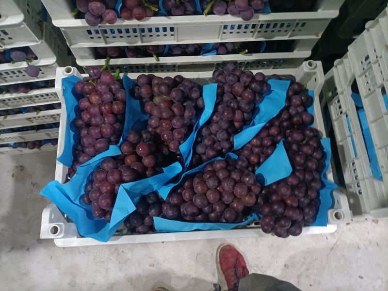 巨峰葡萄紧串纯甜不带酸，处理自然串硬枝无核都有货硬枝密串