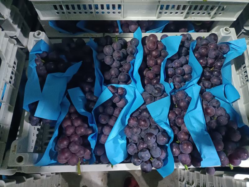 巨峰葡萄紧串纯甜不带酸，处理自然串硬枝无核都有货硬枝密串