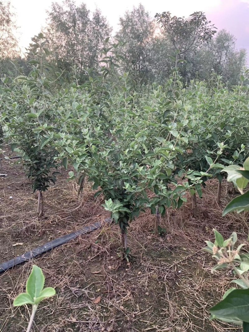 【木绣球】中华木绣球斗球耐寒耐热规格齐全提供技术