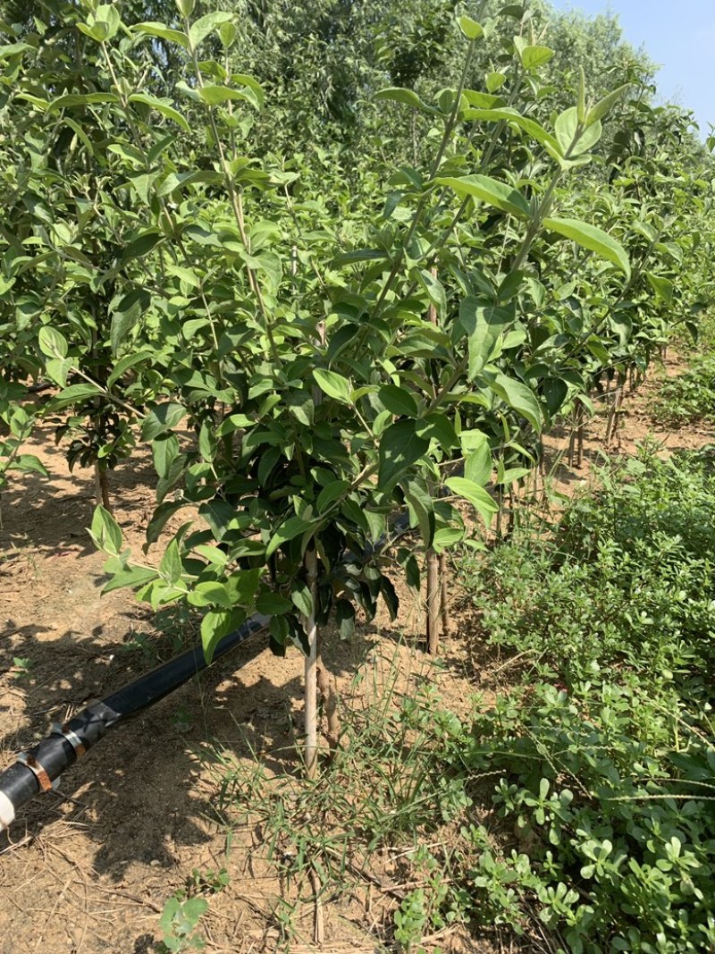 【木绣球】中华木绣球斗球耐寒耐热规格齐全提供技术