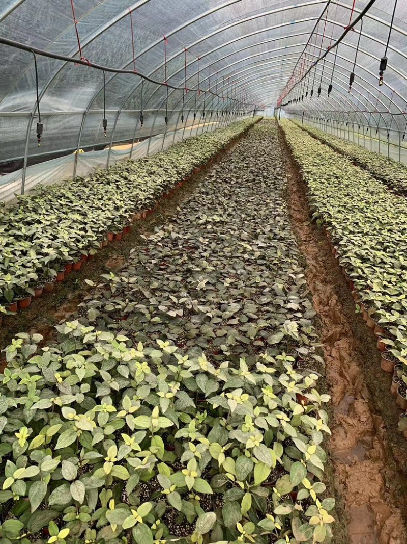 【木绣球】中华木绣球斗球耐寒耐热规格齐全提供技术