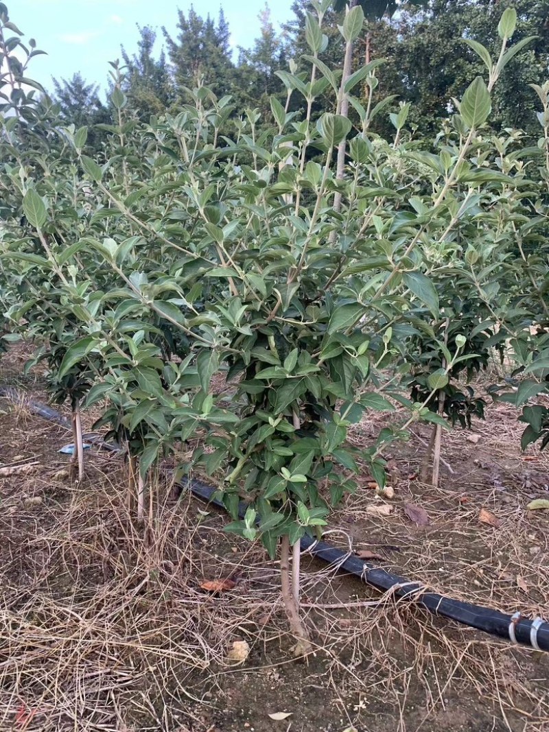 【木绣球】中华木绣球斗球耐寒耐热规格齐全提供技术