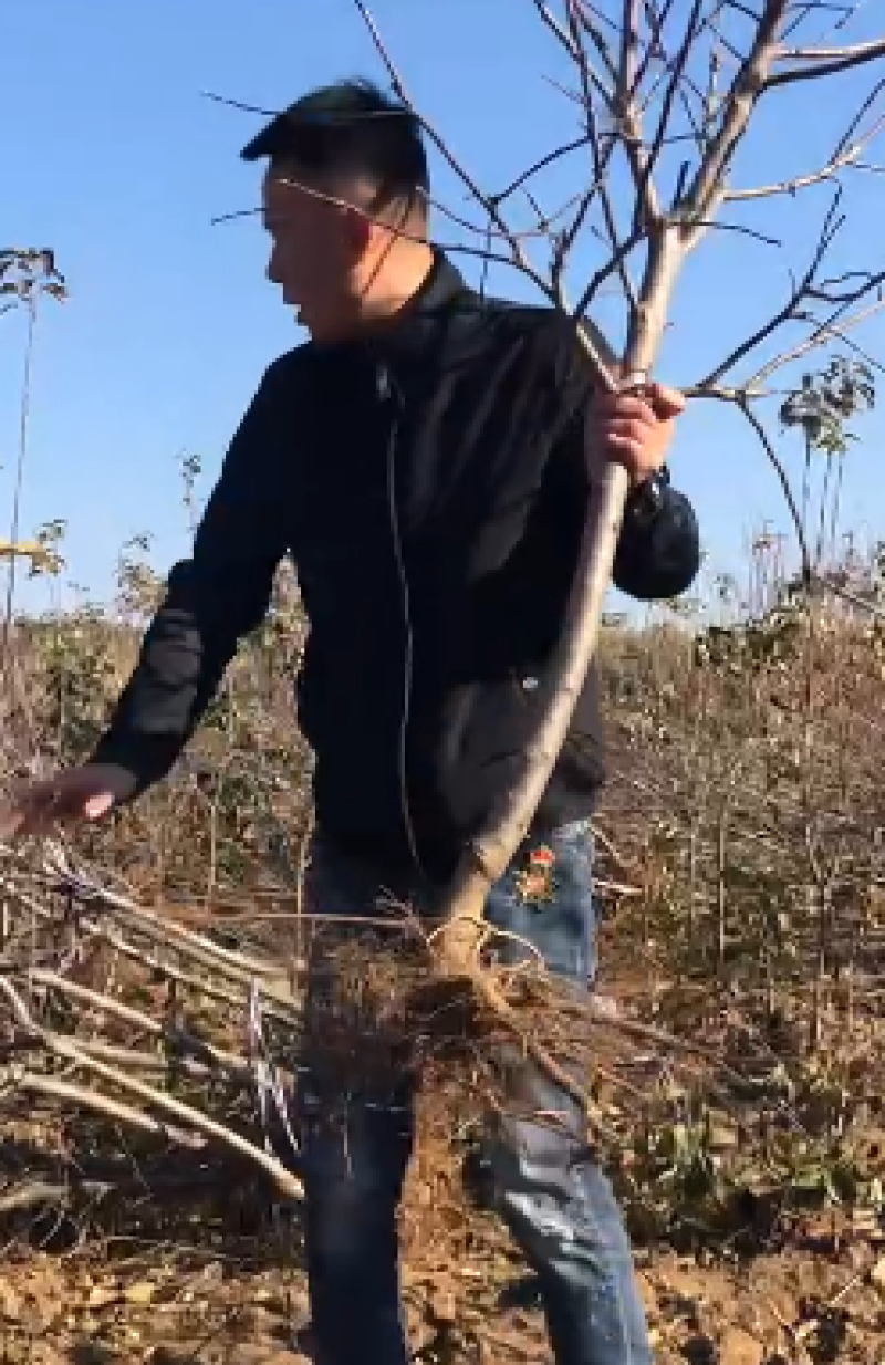 辽宁磨盘大柿子树苗/供应柿子树苗保质保真保成活