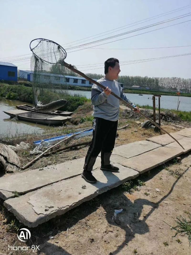 本鱼塘供应多种淡水鱼，规格齐全