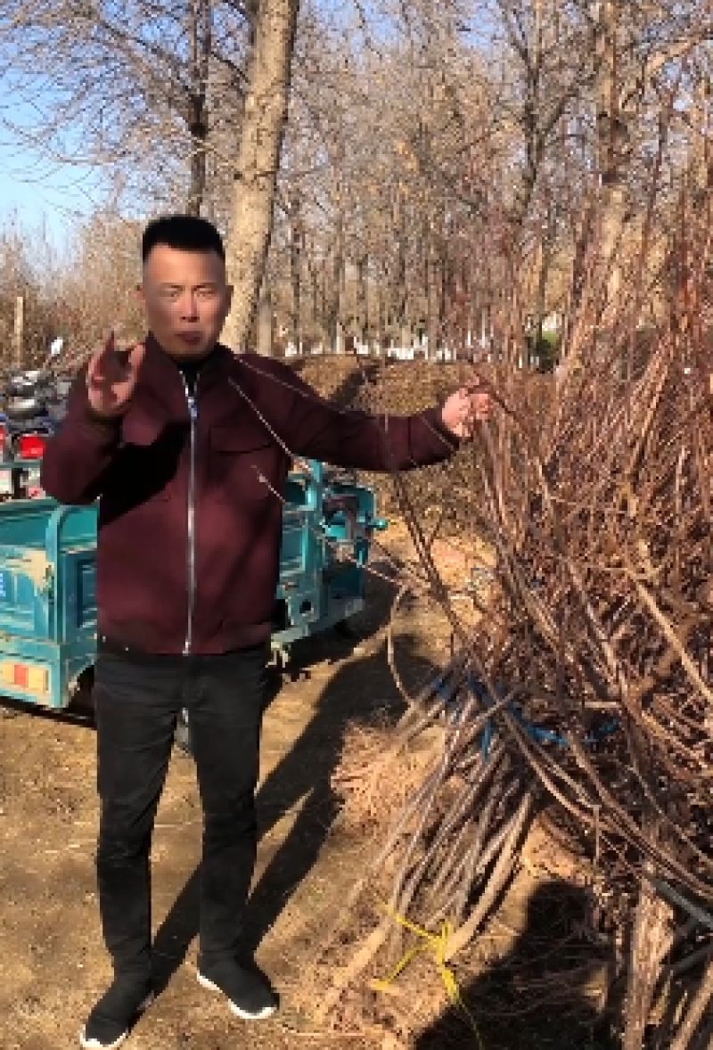 辽宁软枣猕猴桃树苗/供应龙城2号软枣猕猴桃苗保质保真保成