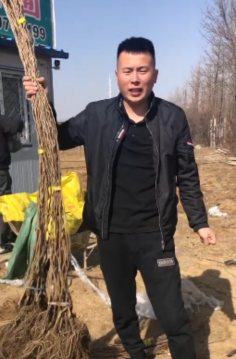 辽宁软枣猕猴桃树苗/供应龙城2号软枣猕猴桃苗保质保真保成