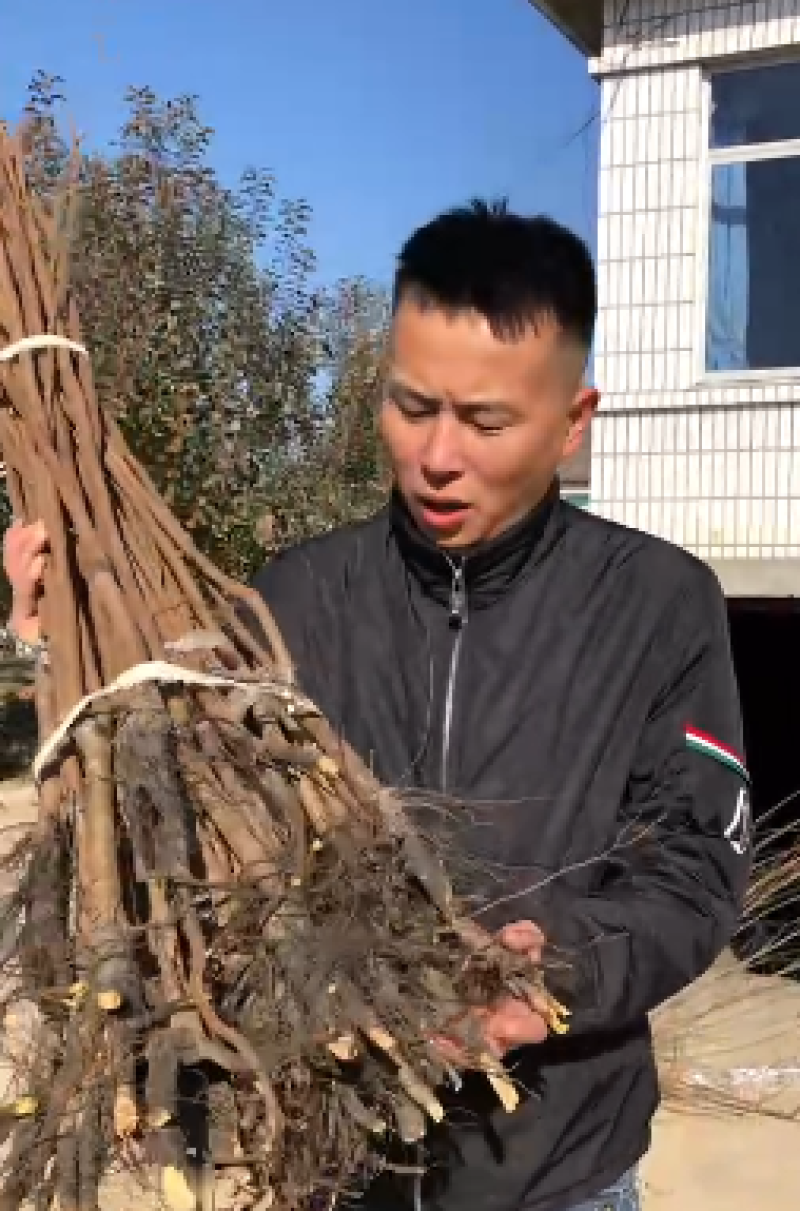 辽宁软枣猕猴桃树苗/供应龙城2号软枣猕猴桃苗保质保真保成