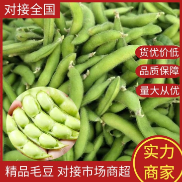毛豆，山东临沂翠绿宝毛豆，颗大饱满，新鲜品质好欢迎咨询