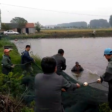 本鱼塘供应多种淡水鱼，规格齐全