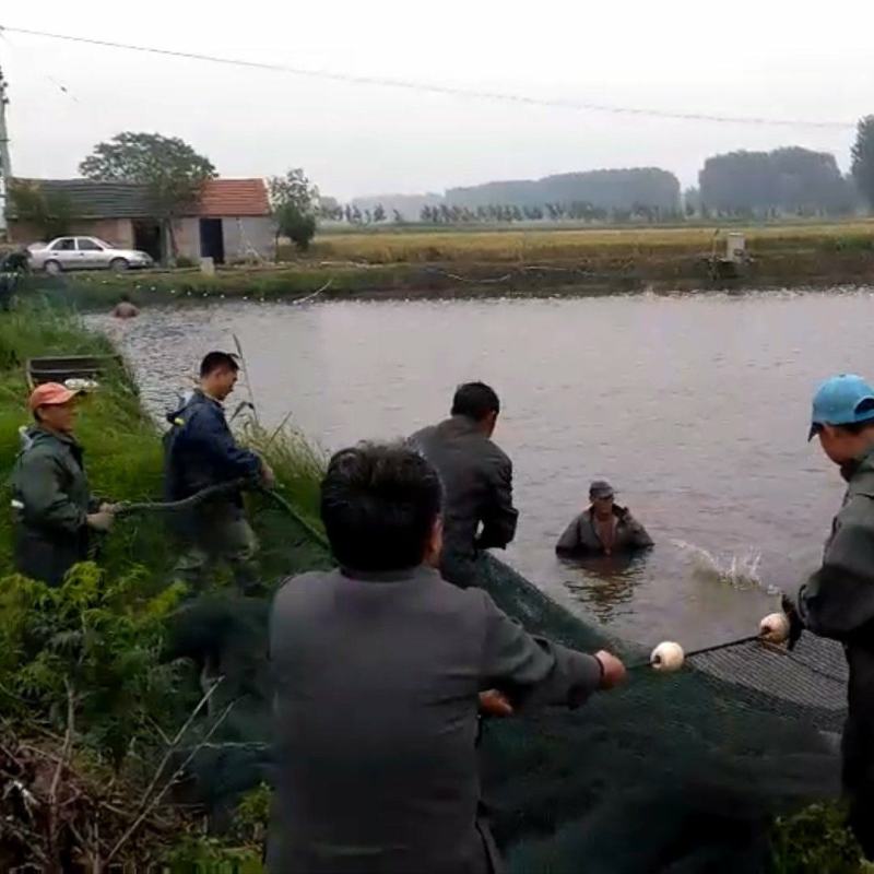 本鱼塘供应多种淡水鱼，规格齐全
