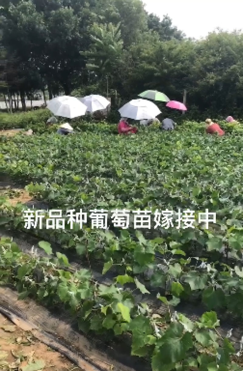 辽宁妮娜皇后葡萄苗/供应葡萄苗保质保真保成活