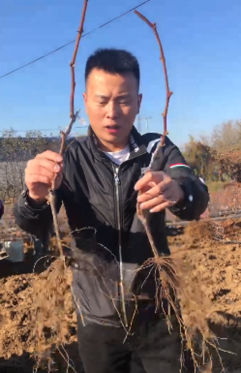 辽宁妮娜皇后葡萄苗/供应葡萄苗保质保真保成活