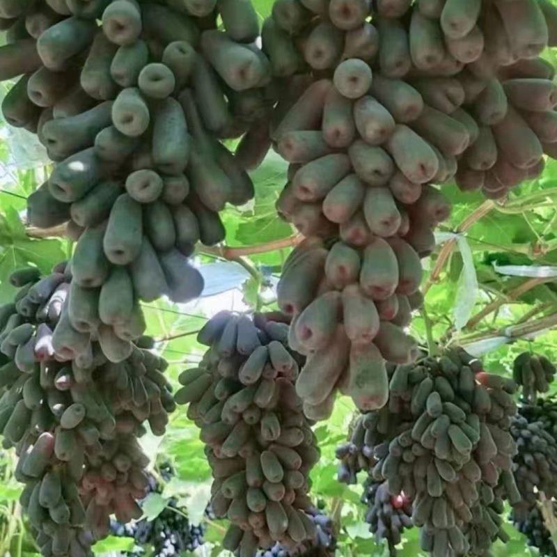 辽宁蓝宝石葡萄苗/供应蓝宝石葡萄苗保质保真保成活