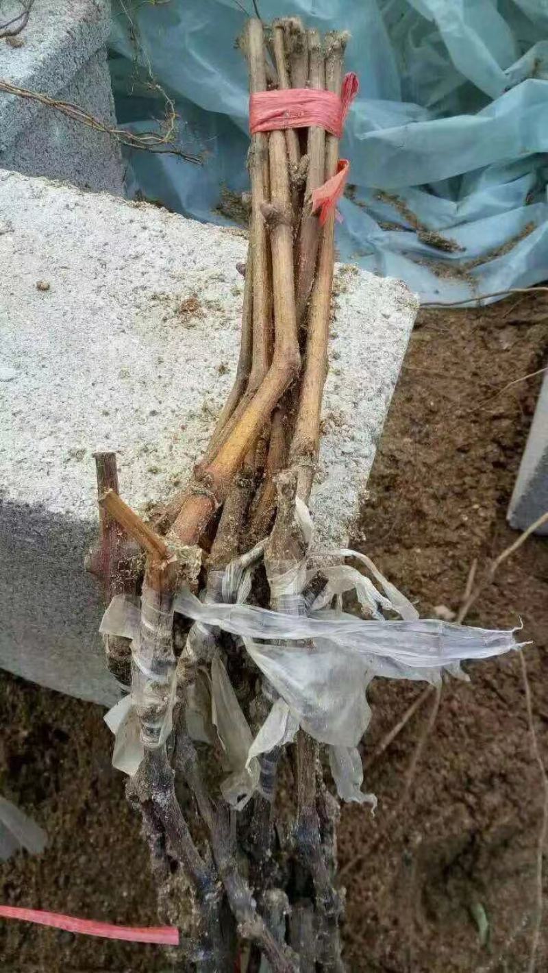 辽宁蓝宝石葡萄苗/供应蓝宝石葡萄苗保质保真保成活