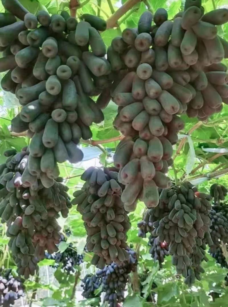 辽宁蓝宝石葡萄苗/供应蓝宝石葡萄苗保质保真保成活