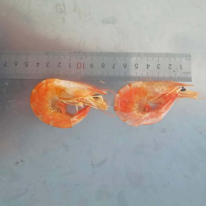 烤虾虾干烤虾干即食对虾干美味海虾干休闲零食袋装脆壳对虾干