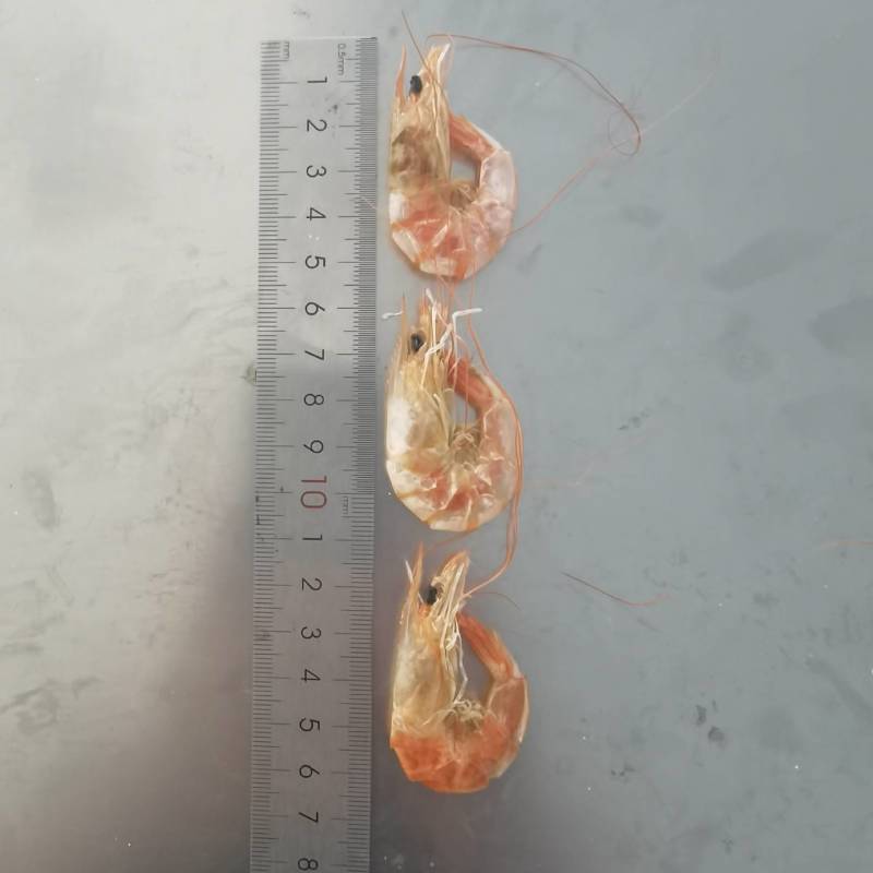 烤虾虾干烤虾干即食对虾干美味海虾干休闲零食袋装脆壳对虾干