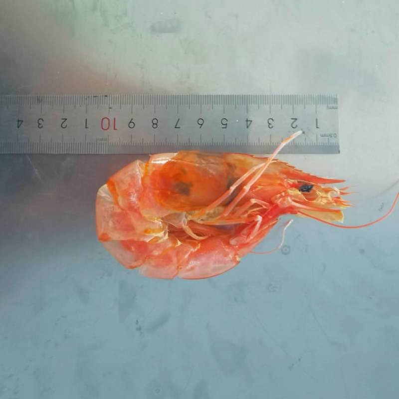 烤虾虾干烤虾干即食对虾干美味海虾干休闲零食袋装脆壳对虾干