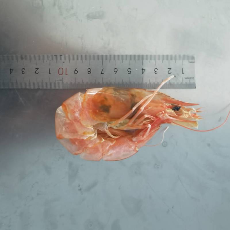 烤虾虾干烤虾干即食对虾干美味海虾干休闲零食袋装脆壳对虾干