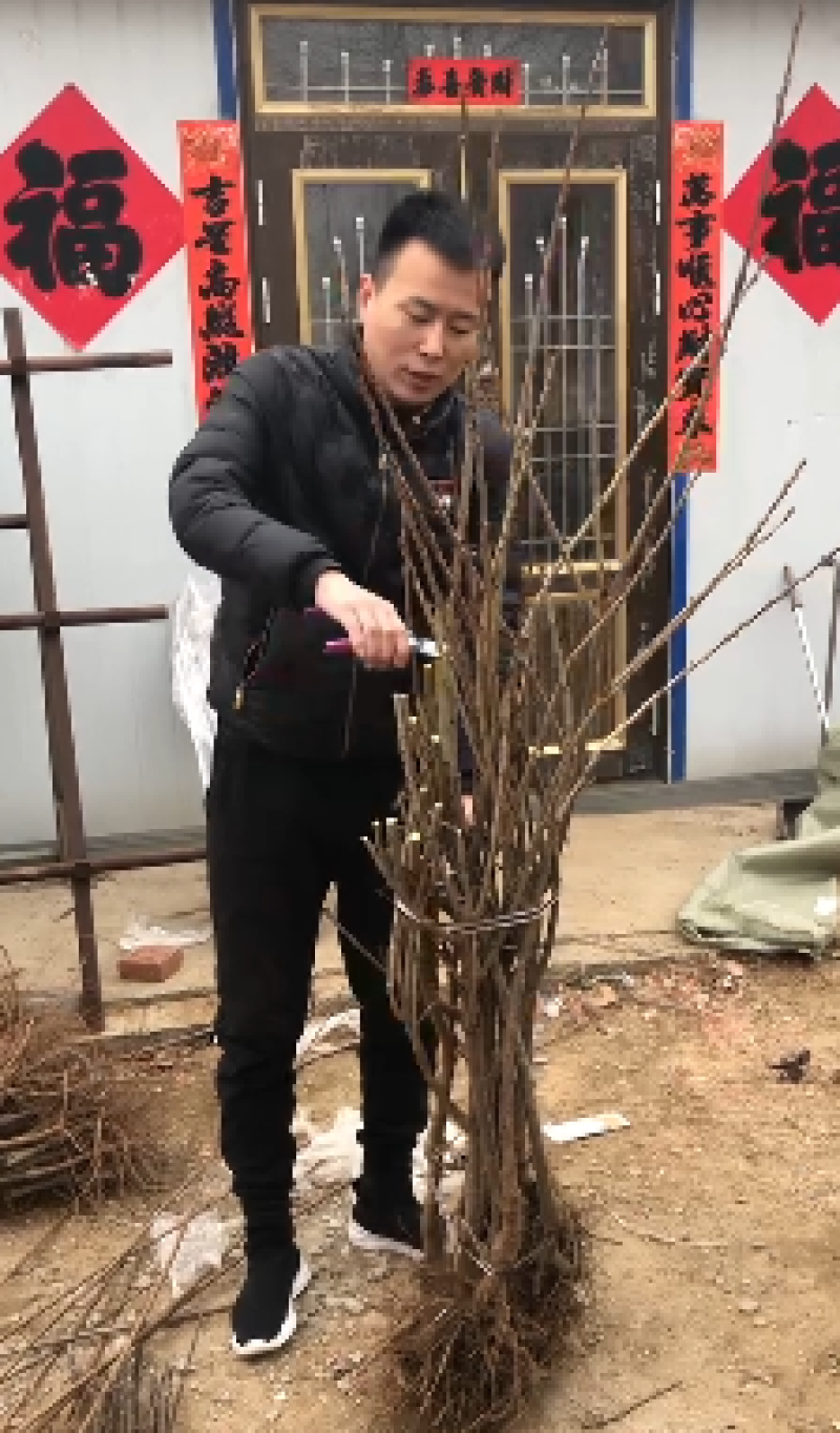 辽宁俄罗斯8号樱桃苗/供应樱桃苗保质保真保成活