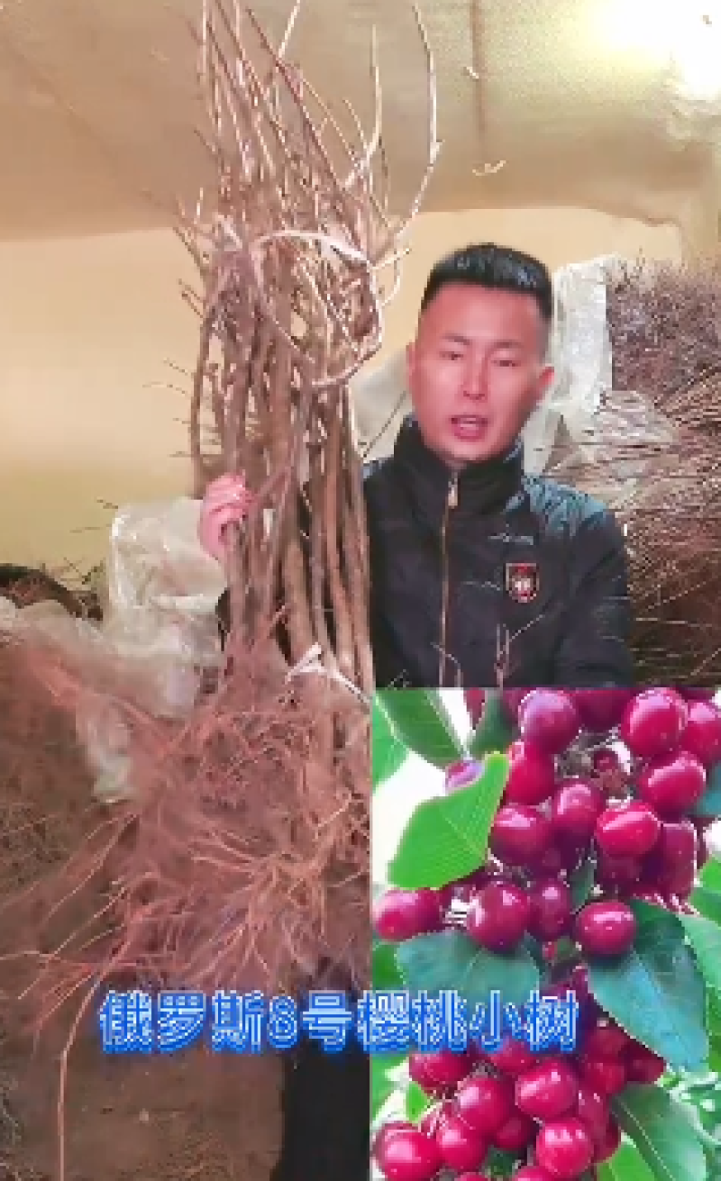 辽宁俄罗斯8号樱桃苗/供应樱桃苗保质保真保成活
