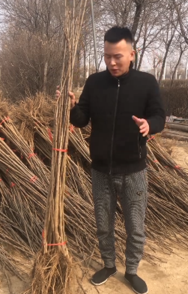 辽宁俄罗斯8号樱桃苗/供应樱桃苗保质保真保成活