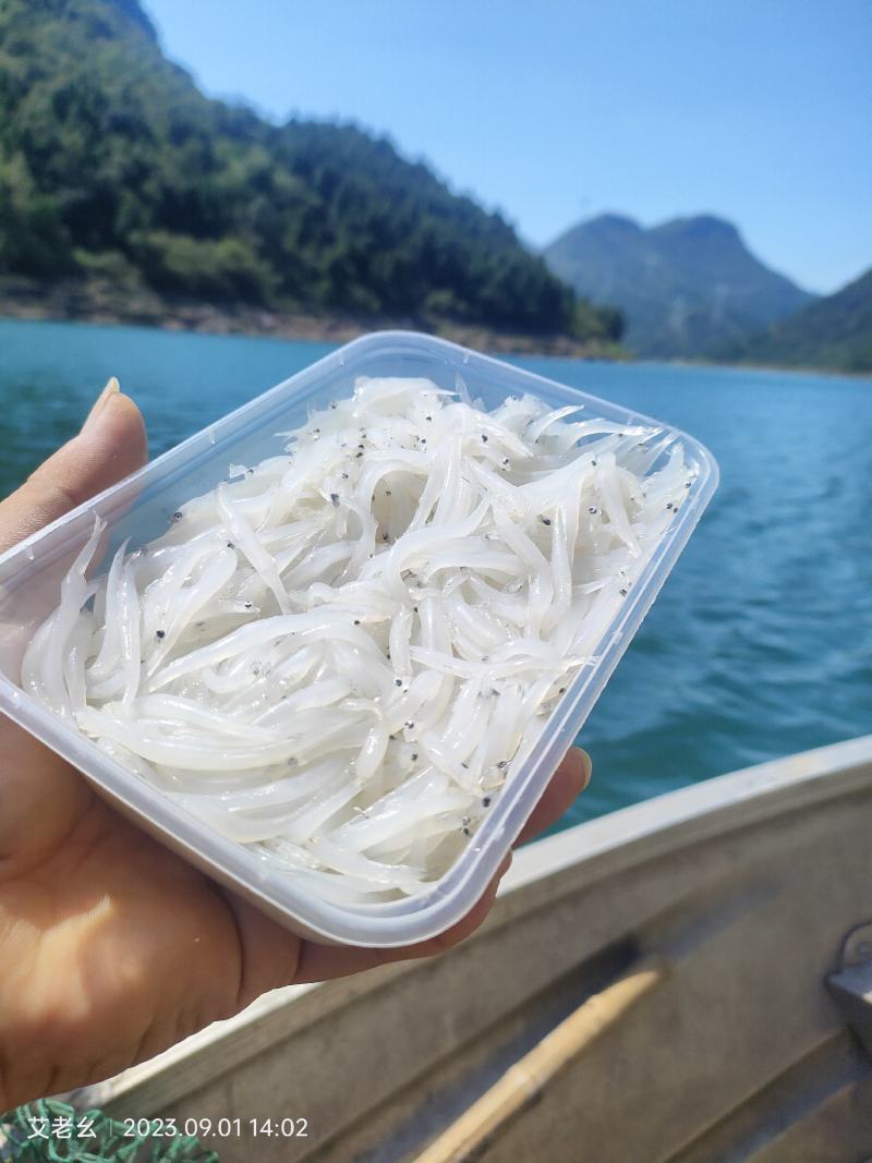 水库银鱼
