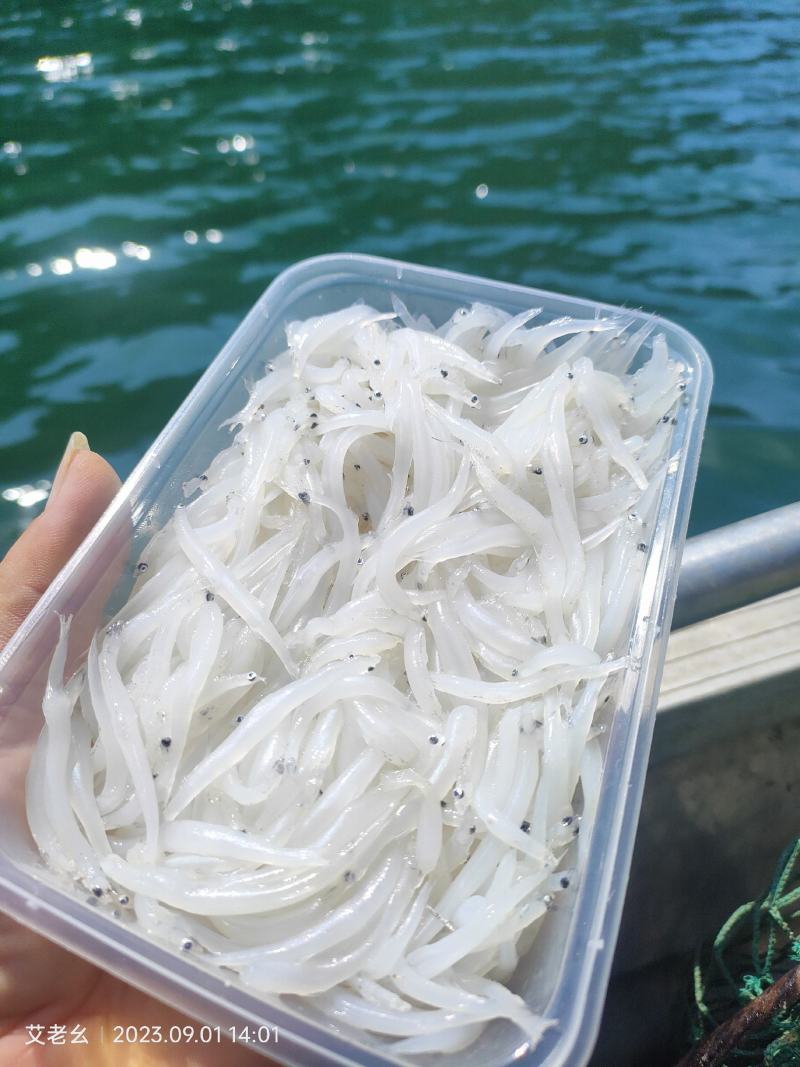 水库银鱼