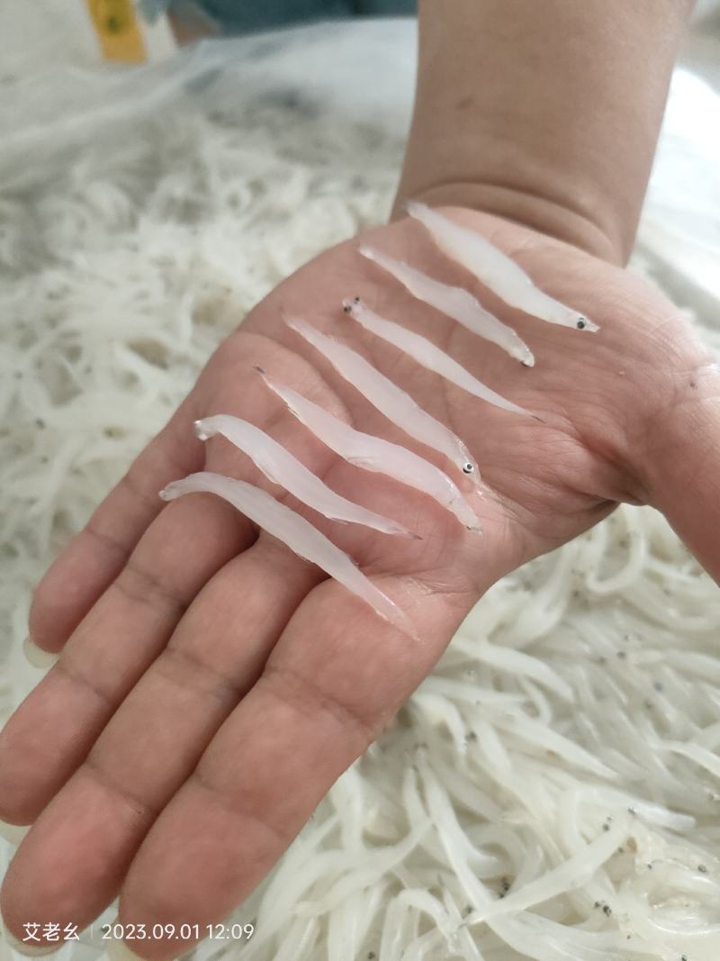 水库银鱼