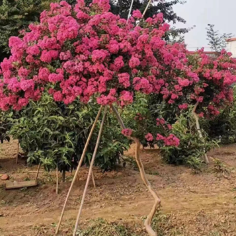 【苗圃直发】紫薇日本弯紫薇现挖现发量大从优欢迎咨询