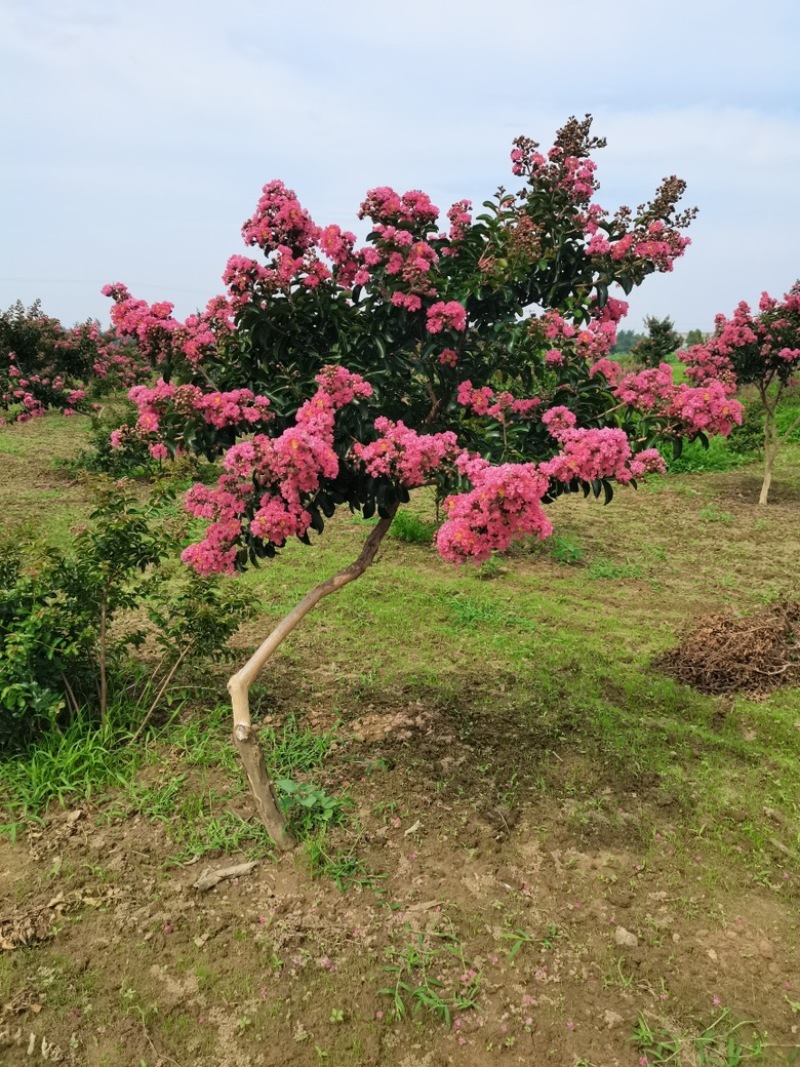 【苗圃直发】紫薇日本弯紫薇现挖现发量大从优欢迎咨询