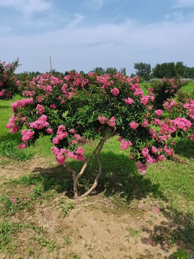 【苗圃直发】紫薇日本弯紫薇现挖现发量大从优欢迎咨询